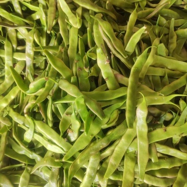 油豆
