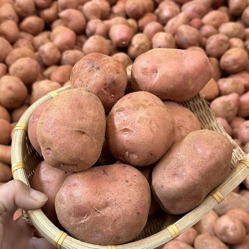 云南高原红皮小土豆一件代发红皮土豆一件代发！