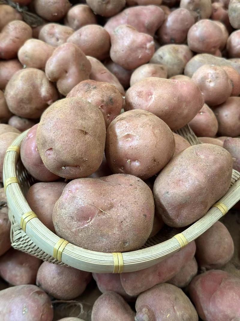 云南高原红皮小土豆一件代发红皮土豆一件代发！