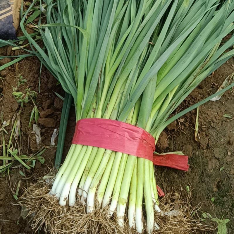 蒜苗大量上市