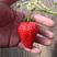 草莓种苗及生产苗