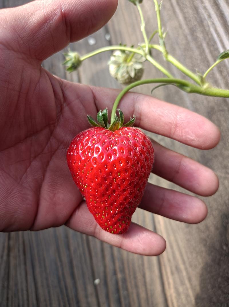 草莓种苗及生产苗