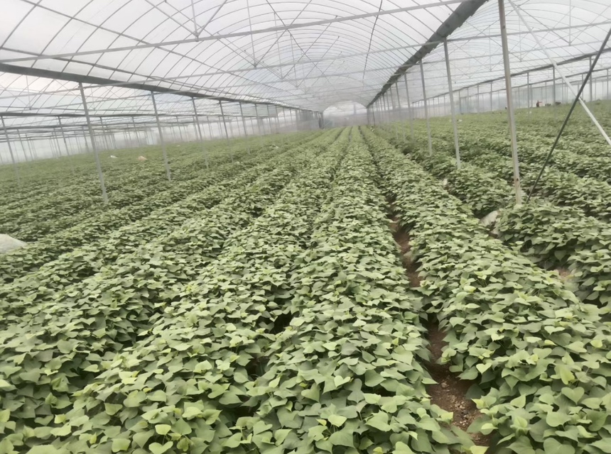 红薯机械化收获作业现场