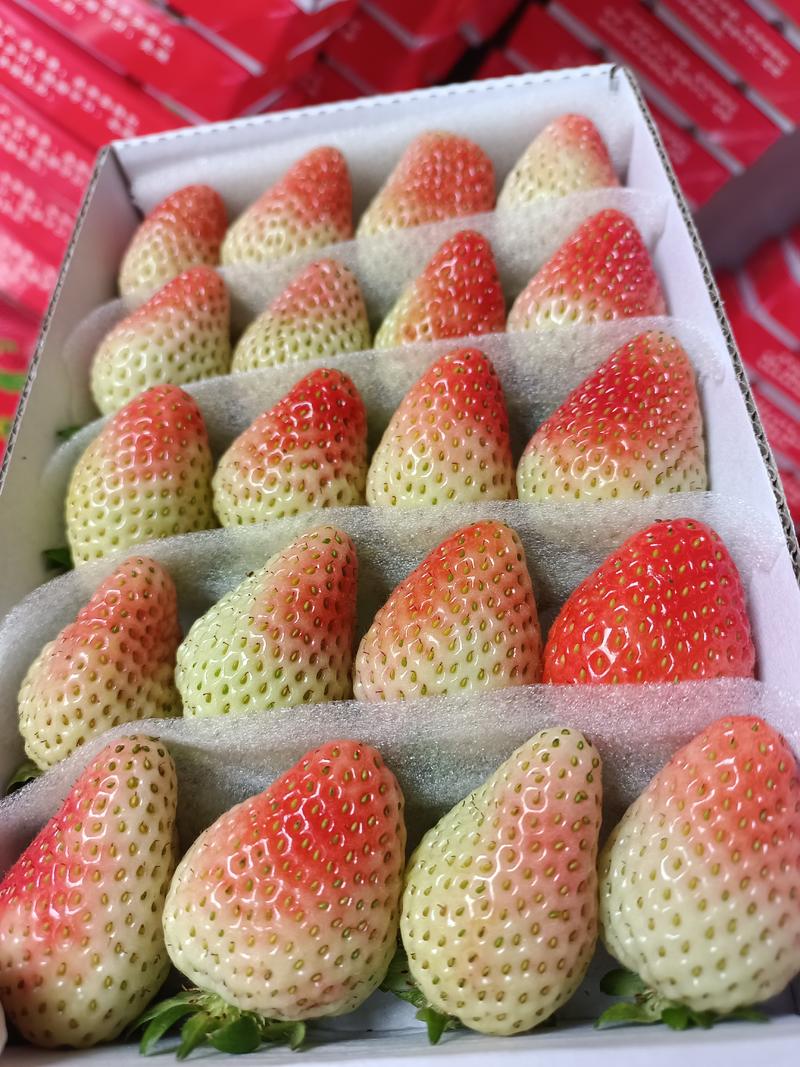 云南四季草莓蒙特瑞，圣安。