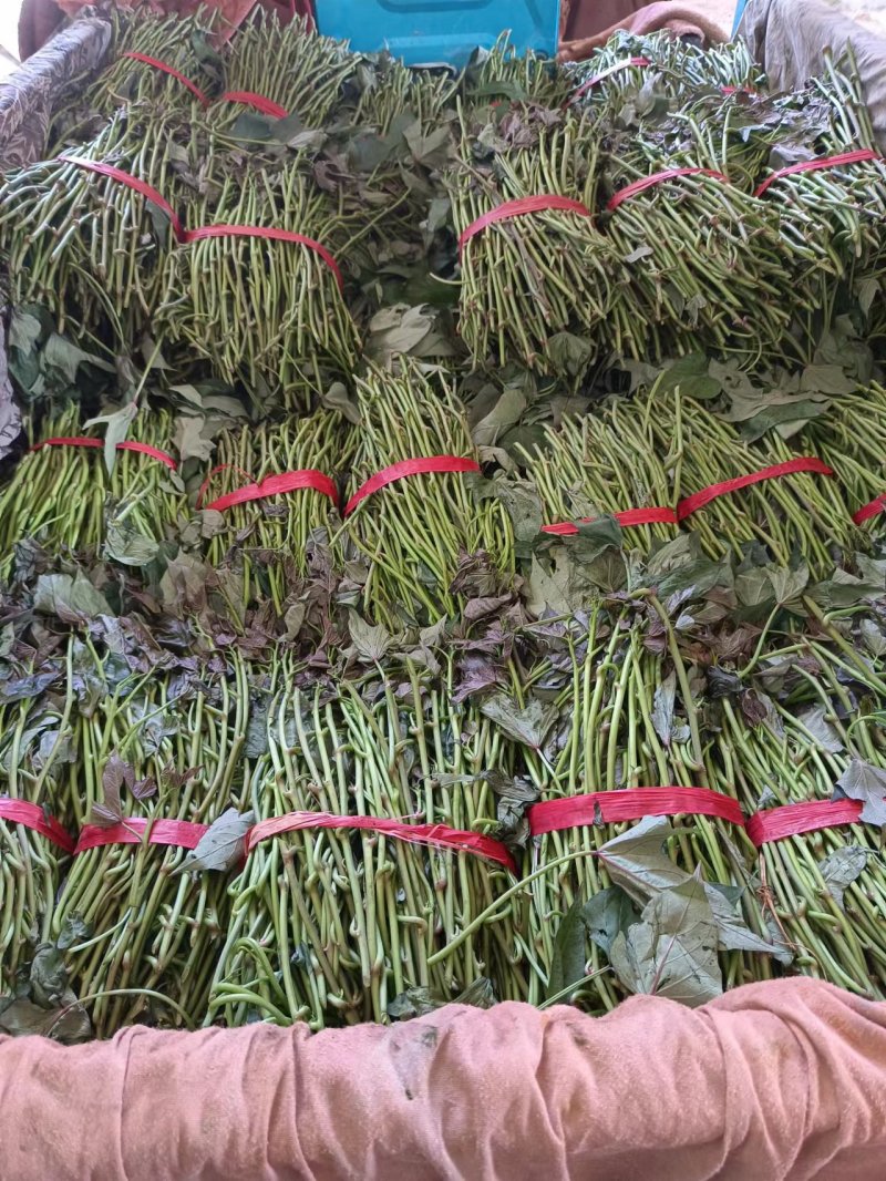 慧谷脱毒种薯大田苗烟蜜薯红薯苗西瓜红济薯26龙九