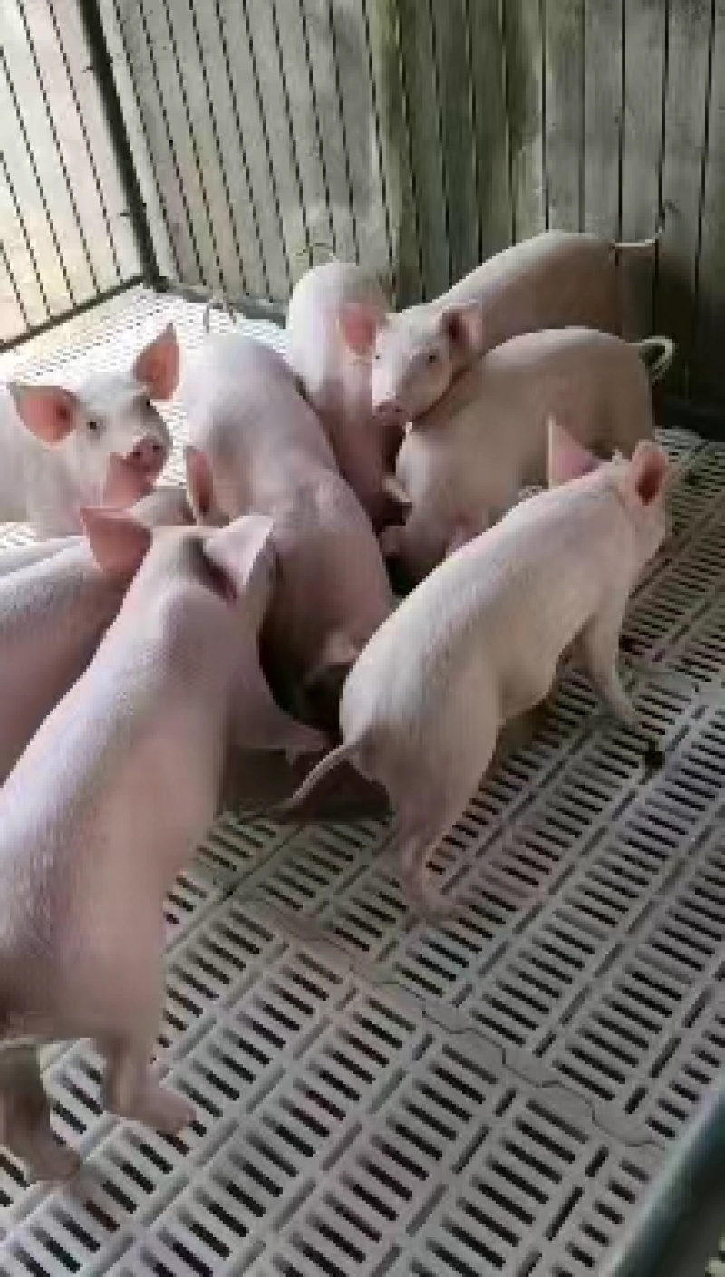 育肥仔猪供应.防疫到位.大型猪场.支持来场选购