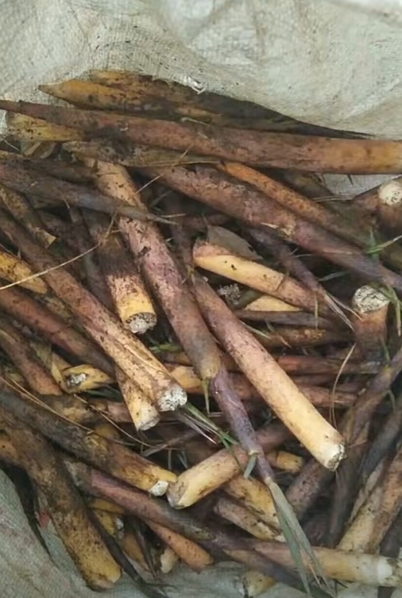高山木竹笋四月份大量上市产地直供整车走货商超电商代发