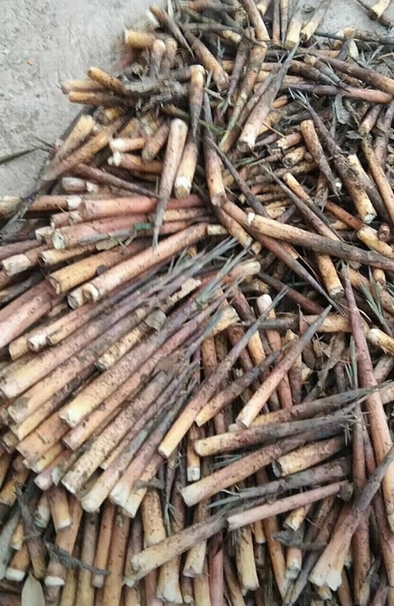 高山木竹笋四月份大量上市产地直供整车走货商超电商代发