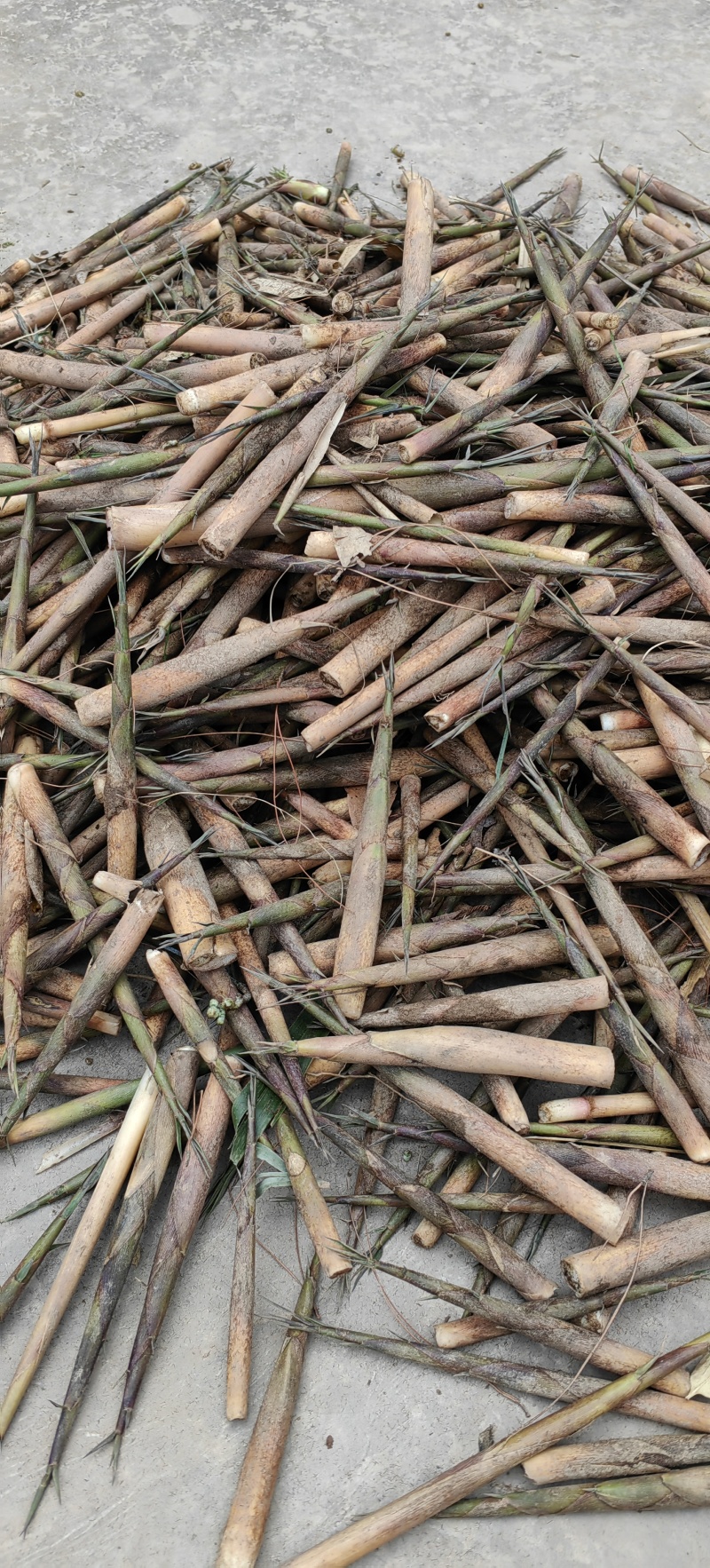 高山木竹笋四月份大量上市产地直供整车走货商超电商代发