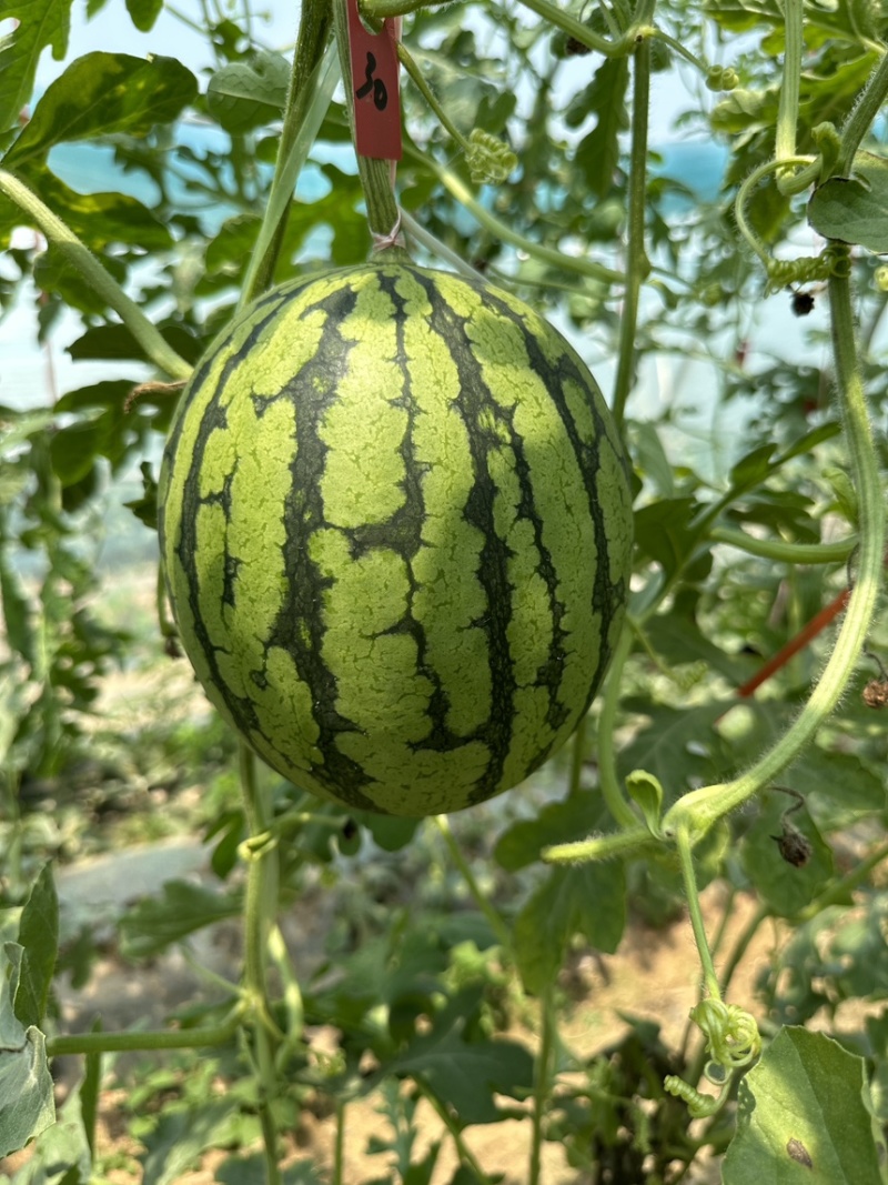 小西瓜9382k西瓜吊瓜齐全个大嚷红全国发货欢迎批发