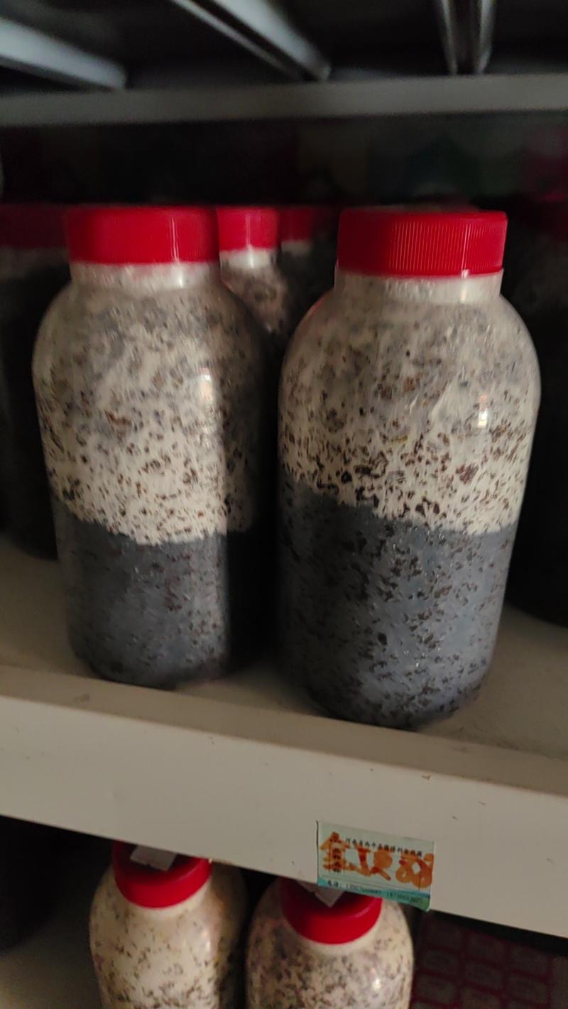 金针菇原种！800毫升塑料瓶装！纯棉籽壳培养基！
