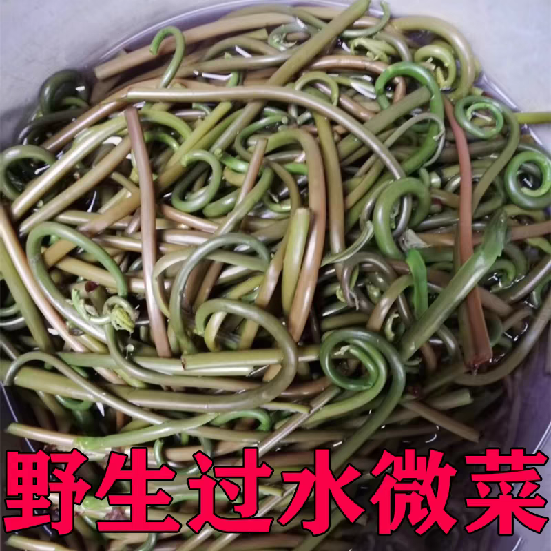 蕨苔和野生微菜蕨菜