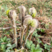 蕨苔和野生微菜蕨菜