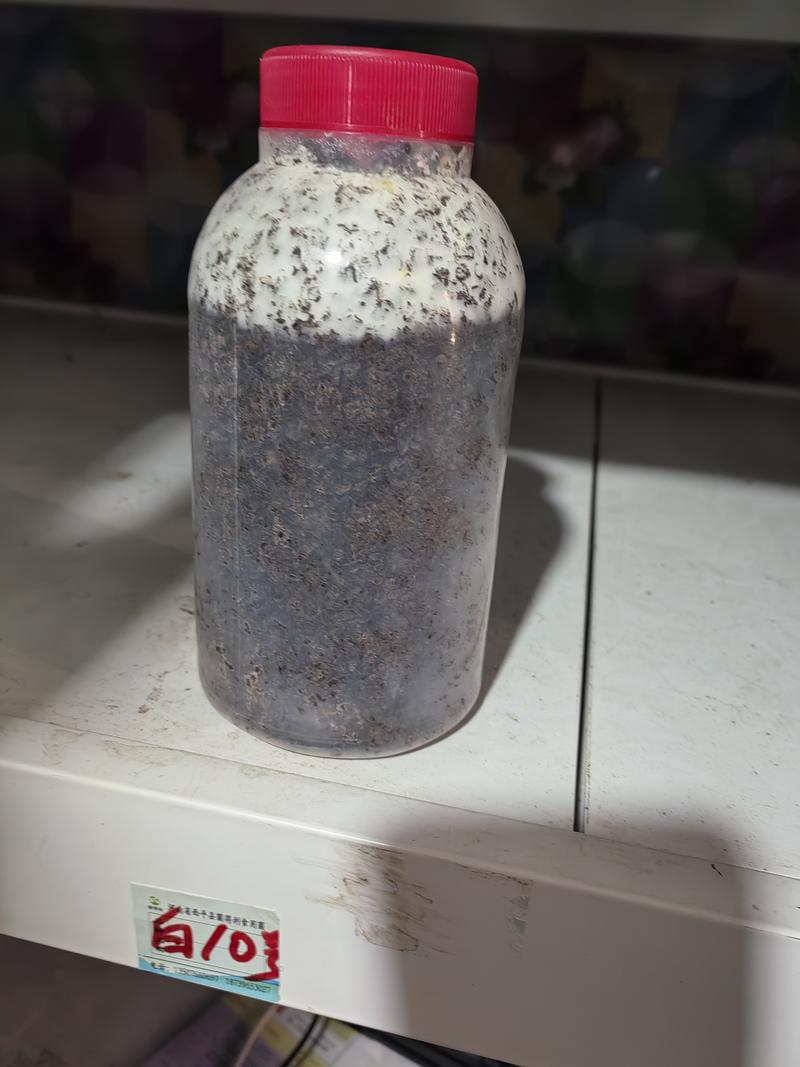 金针菇原种！800毫升塑料瓶装！纯棉籽壳培养基！