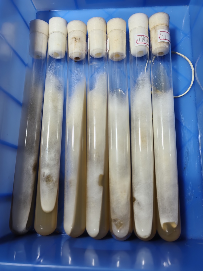 杏鲍菇母种，pDA培养基，18mmx180㎜试管母种！