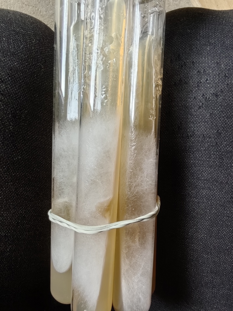 杏鲍菇母种，pDA培养基，18mmx180㎜试管母种！