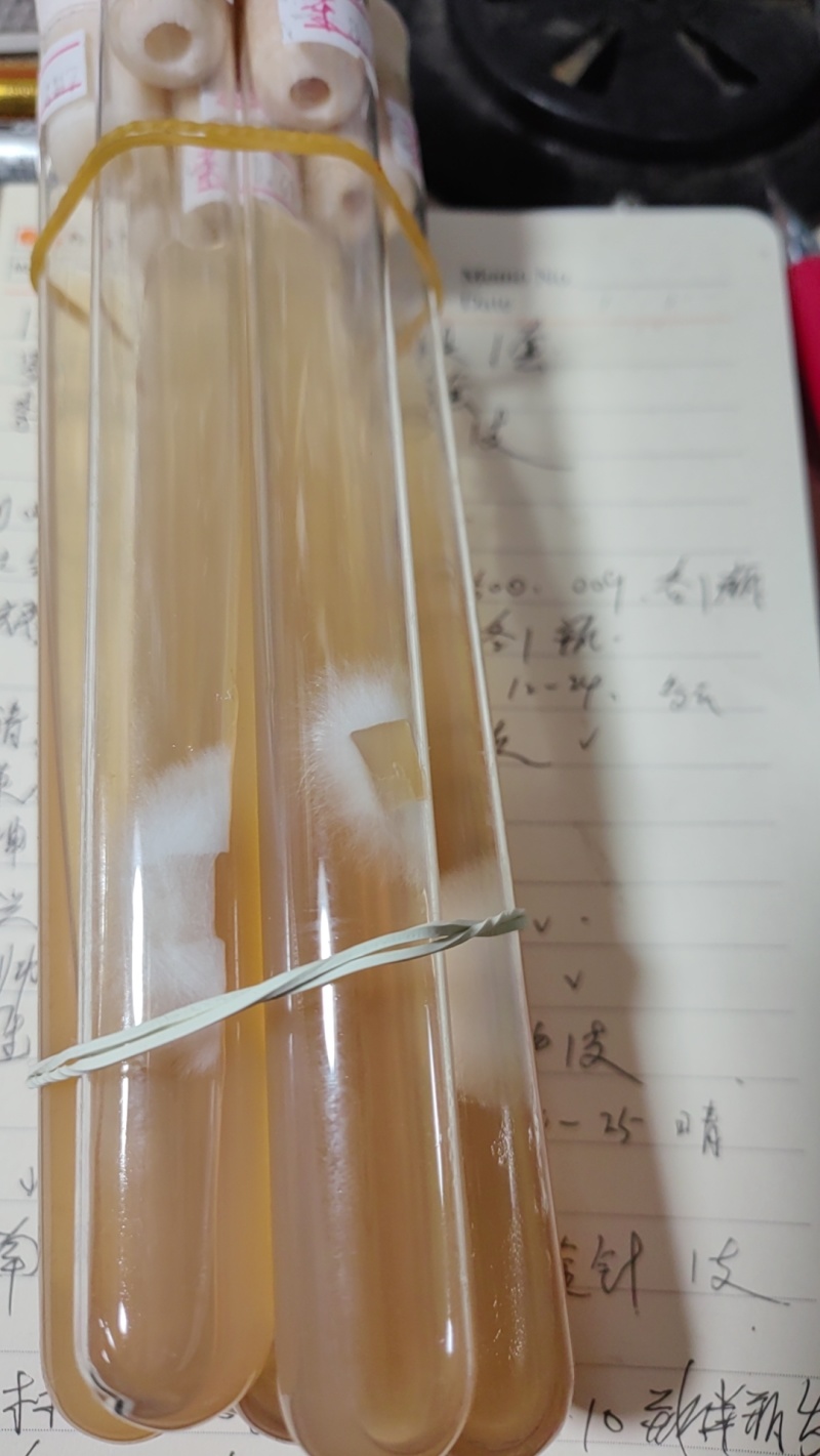 杏鲍菇母种，pDA培养基，18mmx180㎜试管母种！