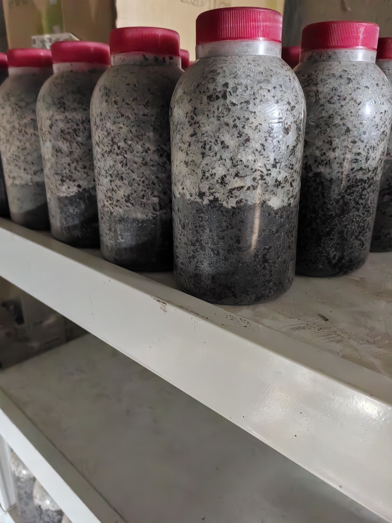 鸡腿菇原种，800毫升塑料瓶装！棉籽壳培养基！