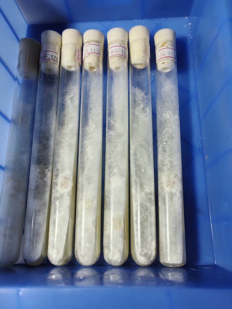 鸡腿菇母种18mmX180mm试管母种！PDA培养基！