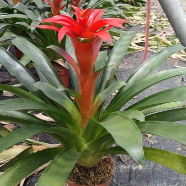 观赏凤梨花
