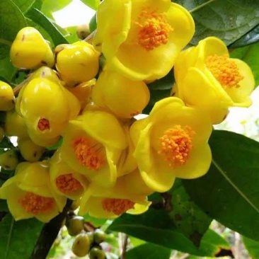 防城金花茶树苗