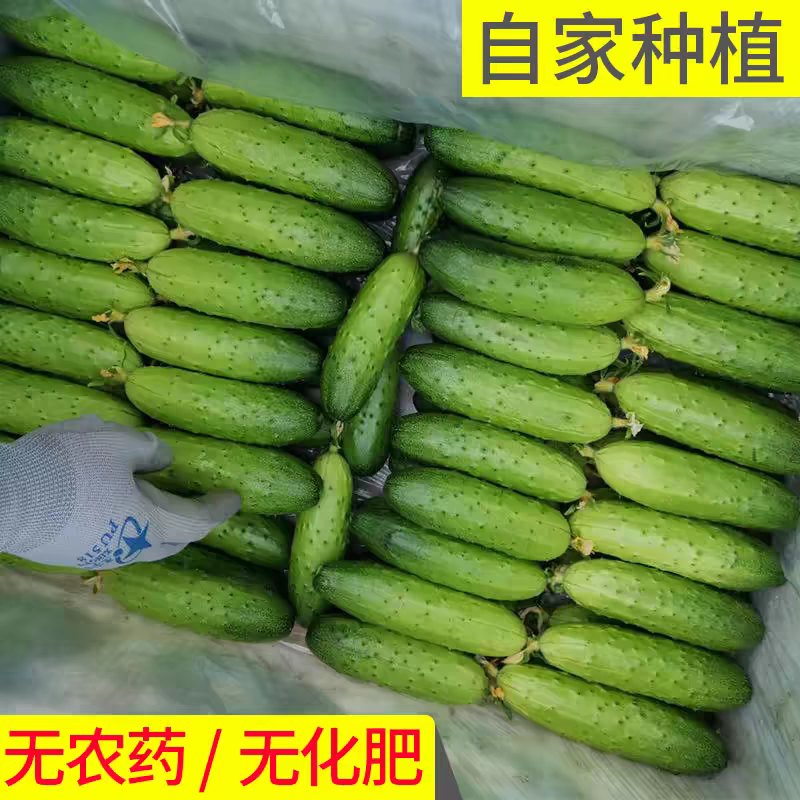 水果黄瓜旱黄瓜燕白黄瓜白黄瓜支持视频看货打款发货