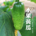 水果黄瓜旱黄瓜燕白黄瓜白黄瓜支持视频看货打款发货