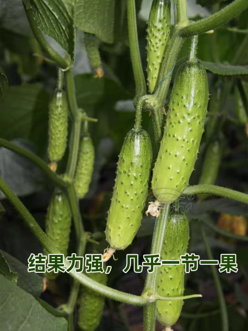 水果黄瓜旱黄瓜燕白黄瓜白黄瓜支持视频看货打款发货