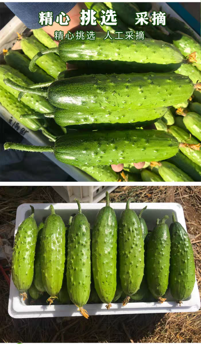 水果黄瓜旱黄瓜燕白黄瓜白黄瓜支持视频看货打款发货