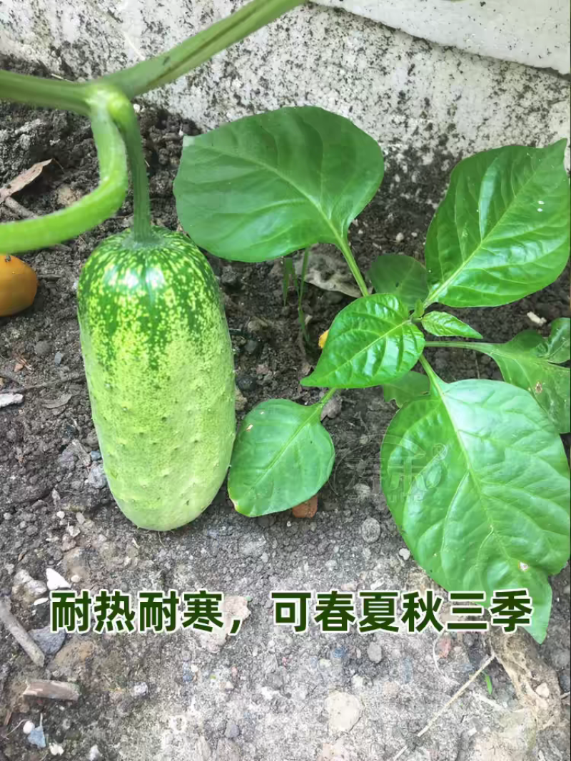 水果黄瓜旱黄瓜燕白黄瓜白黄瓜支持视频看货打款发货