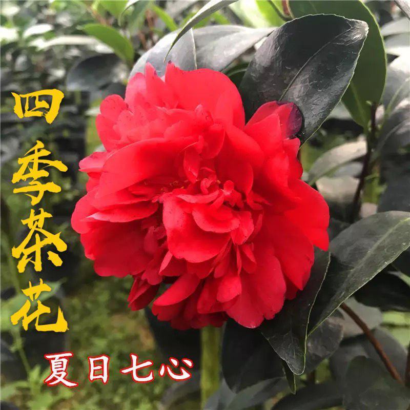 四季茶花夏日系列产品小苗大苗嫁接桩基地培育直发
