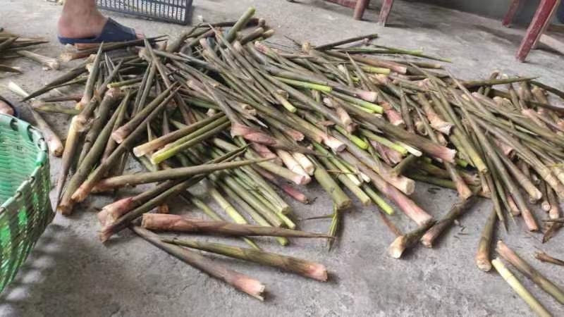 大量刚从山中采挖的新鲜竹笋整齐地堆放在竹编箩筐里,表面带有泥土和笋壳,背景为绿色山林,阳光明媚 新鲜采摘的竹笋堆放在竹筐中