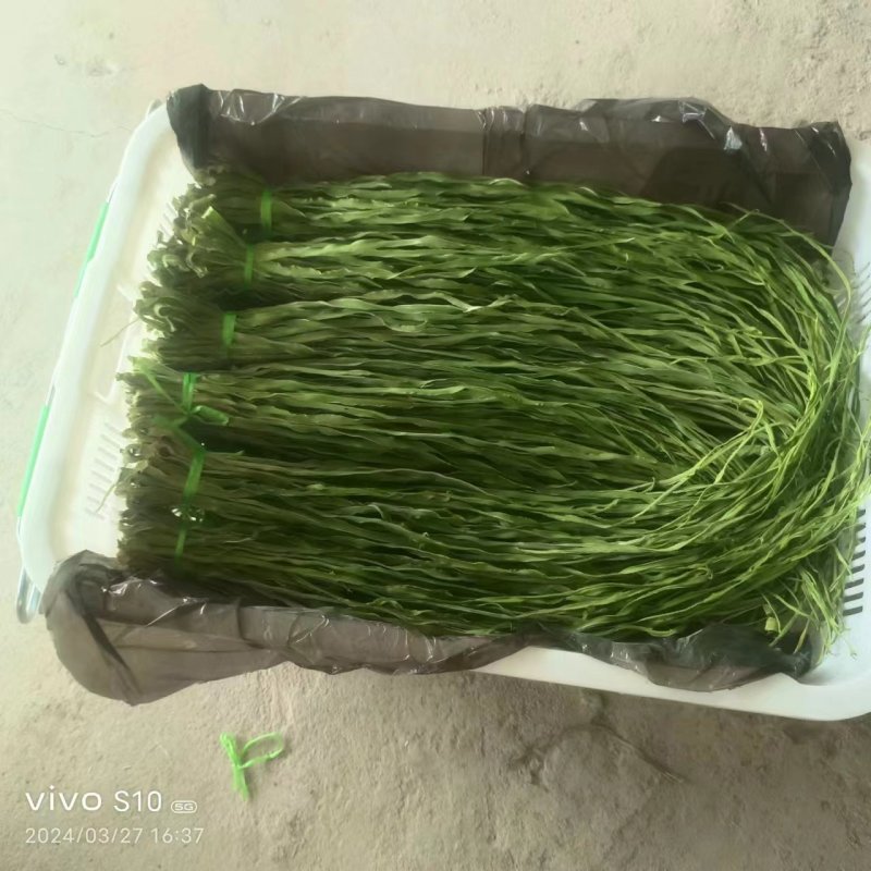 云南高山贡菜