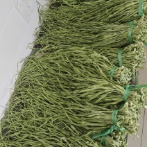 云南高山贡菜