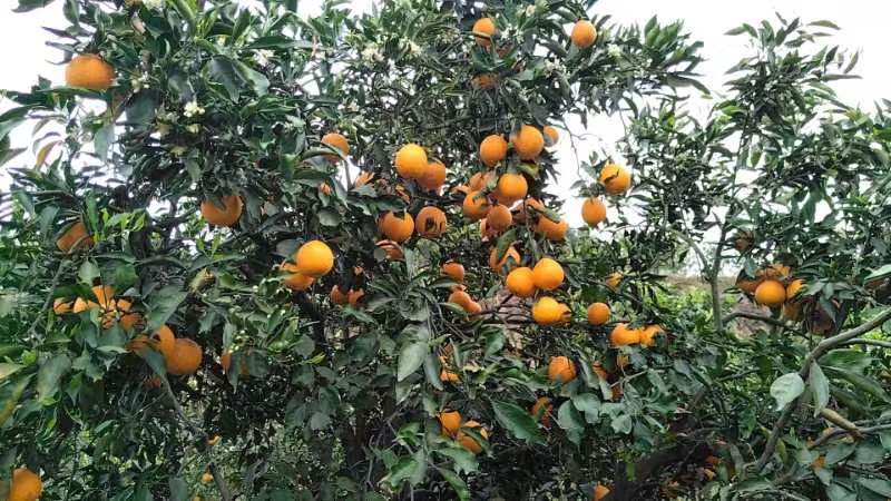 一颗成熟的大雅柑桔果实,果皮呈橙黄色,表面光滑,果肉饱满,切开后可见汁水丰富 大雅柑桔果实特写