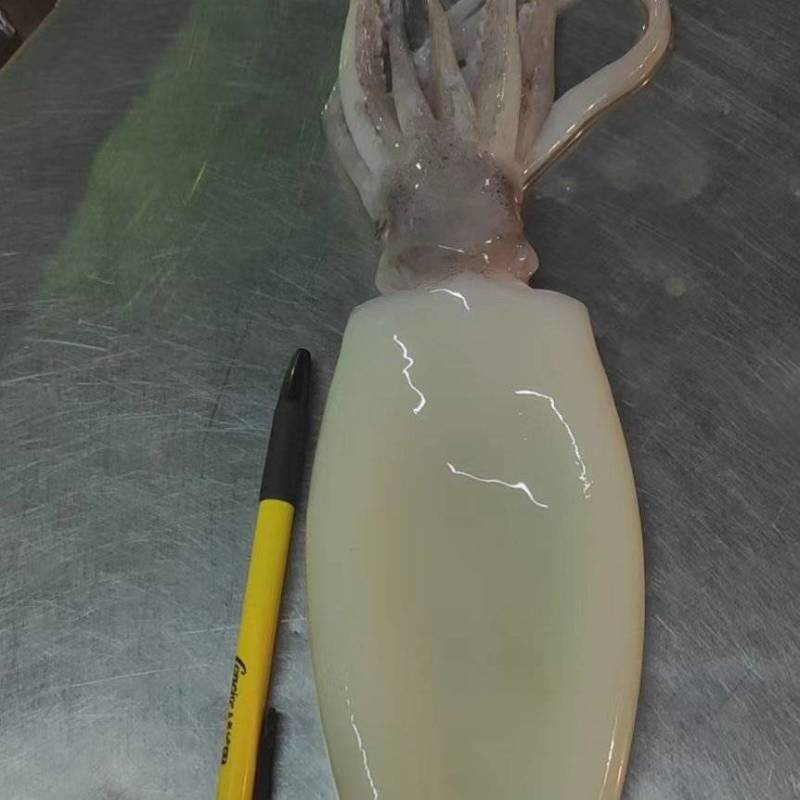 去皮鱿鱼