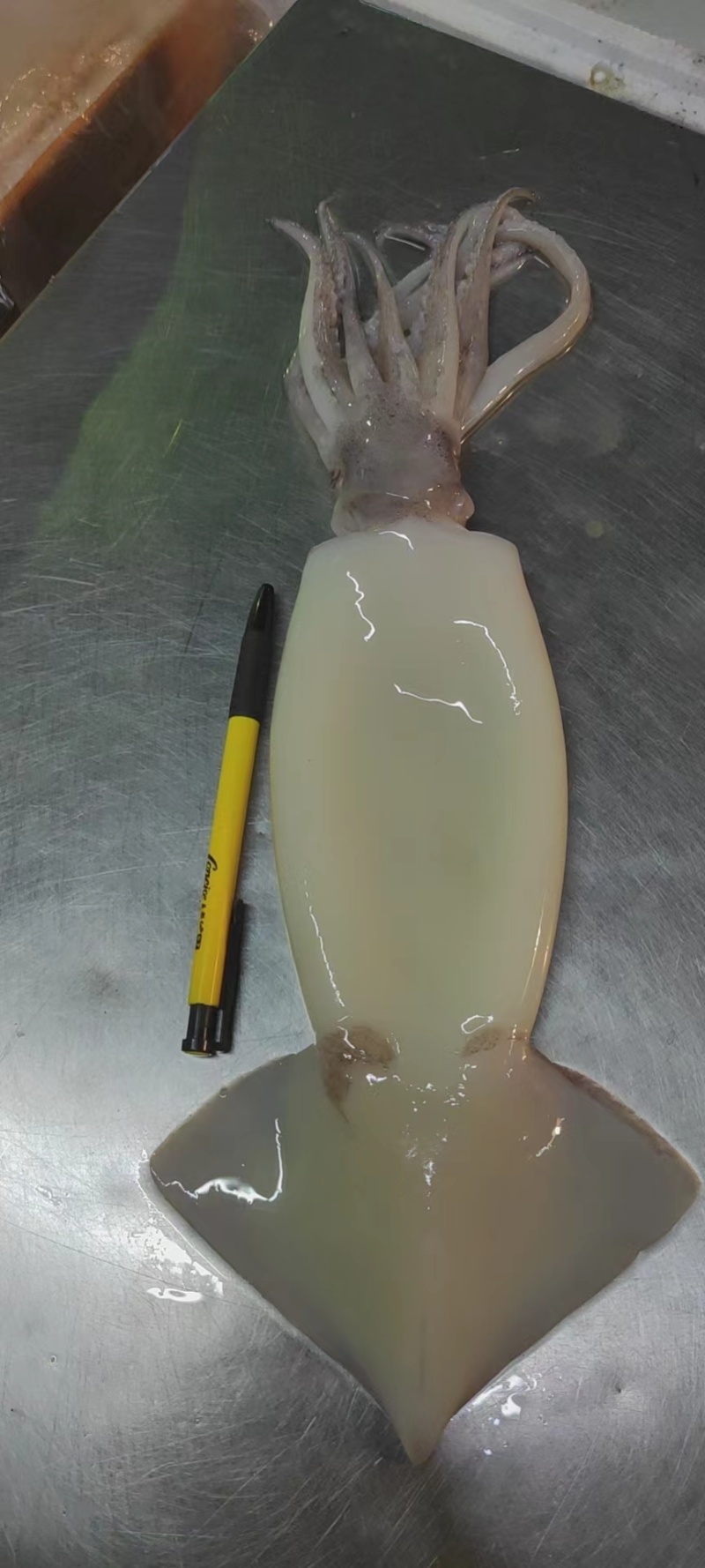 去皮鱿鱼