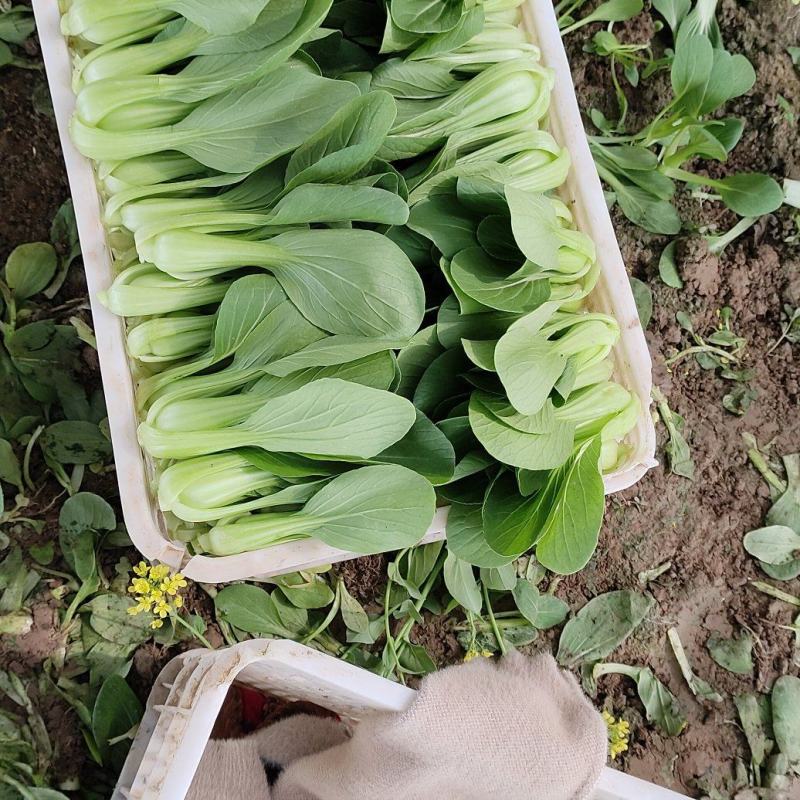大量上市了