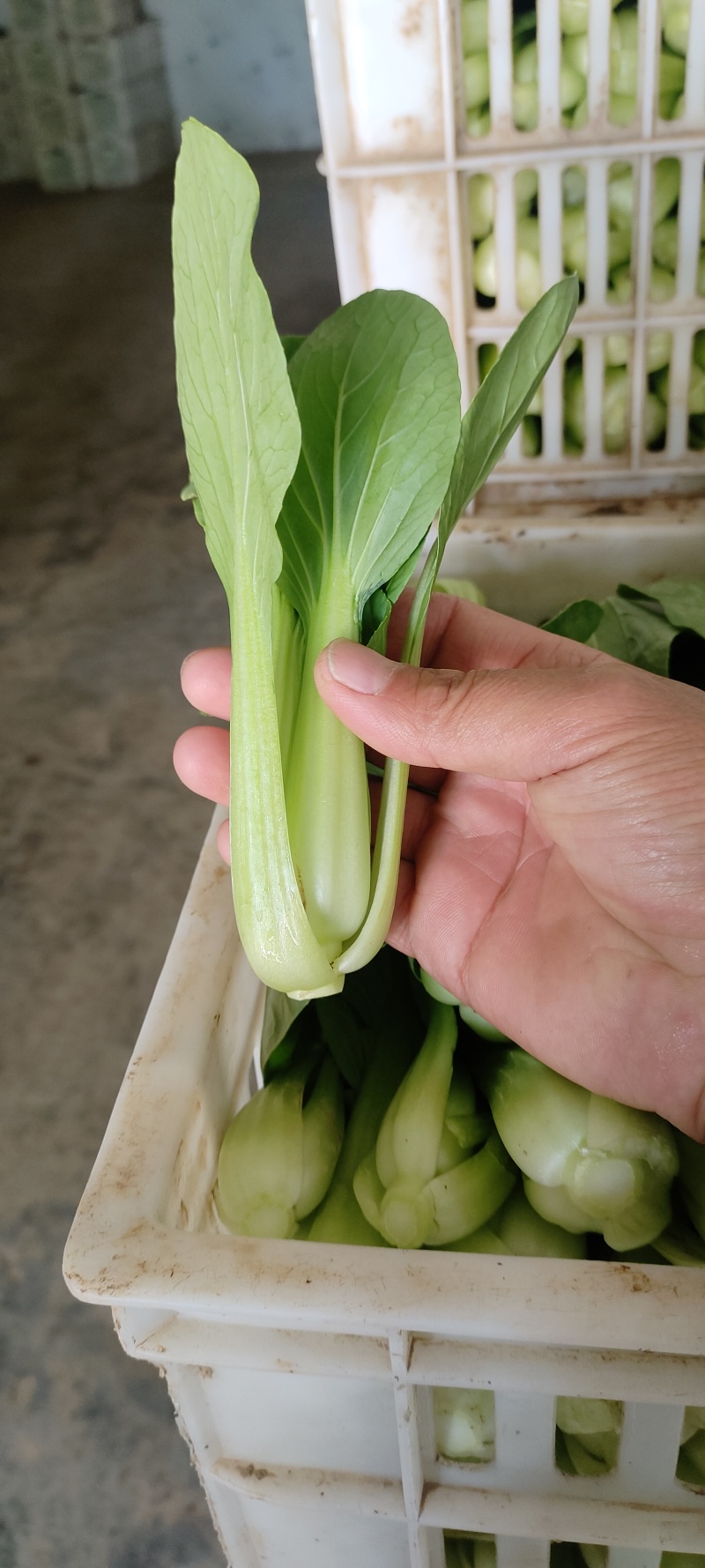 大量上市了