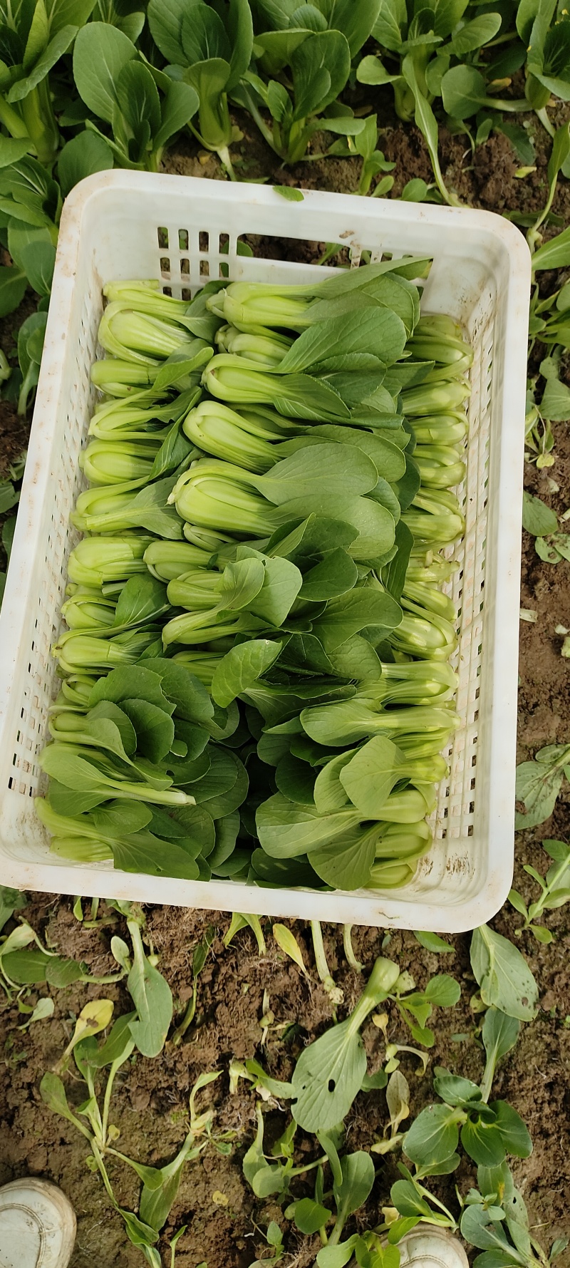 大量上市了