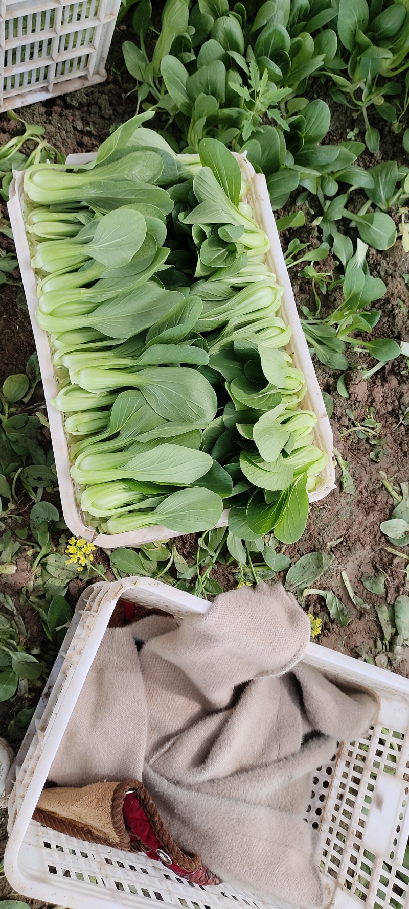 大量上市了