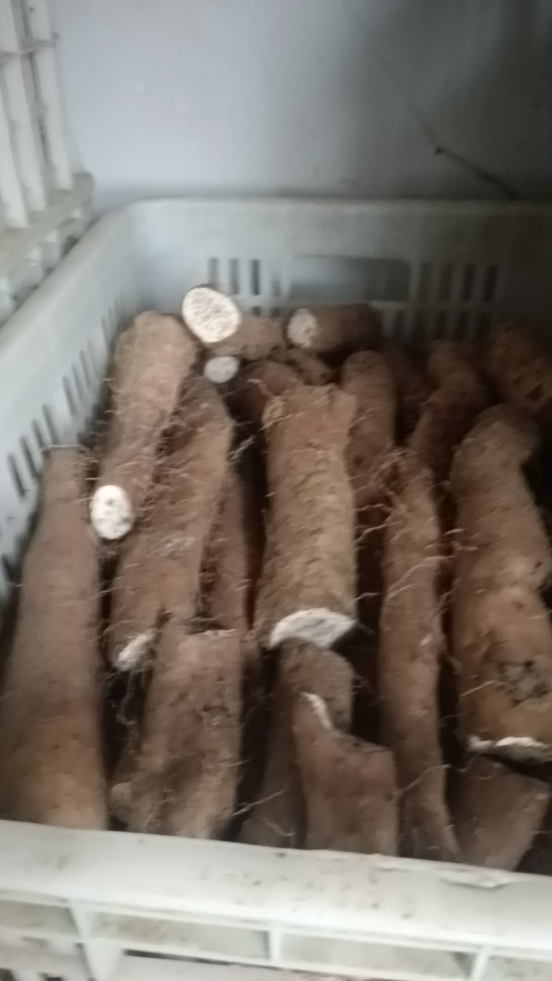 白玉山药头子小货角子货小山药下角料现货供应需要的联系