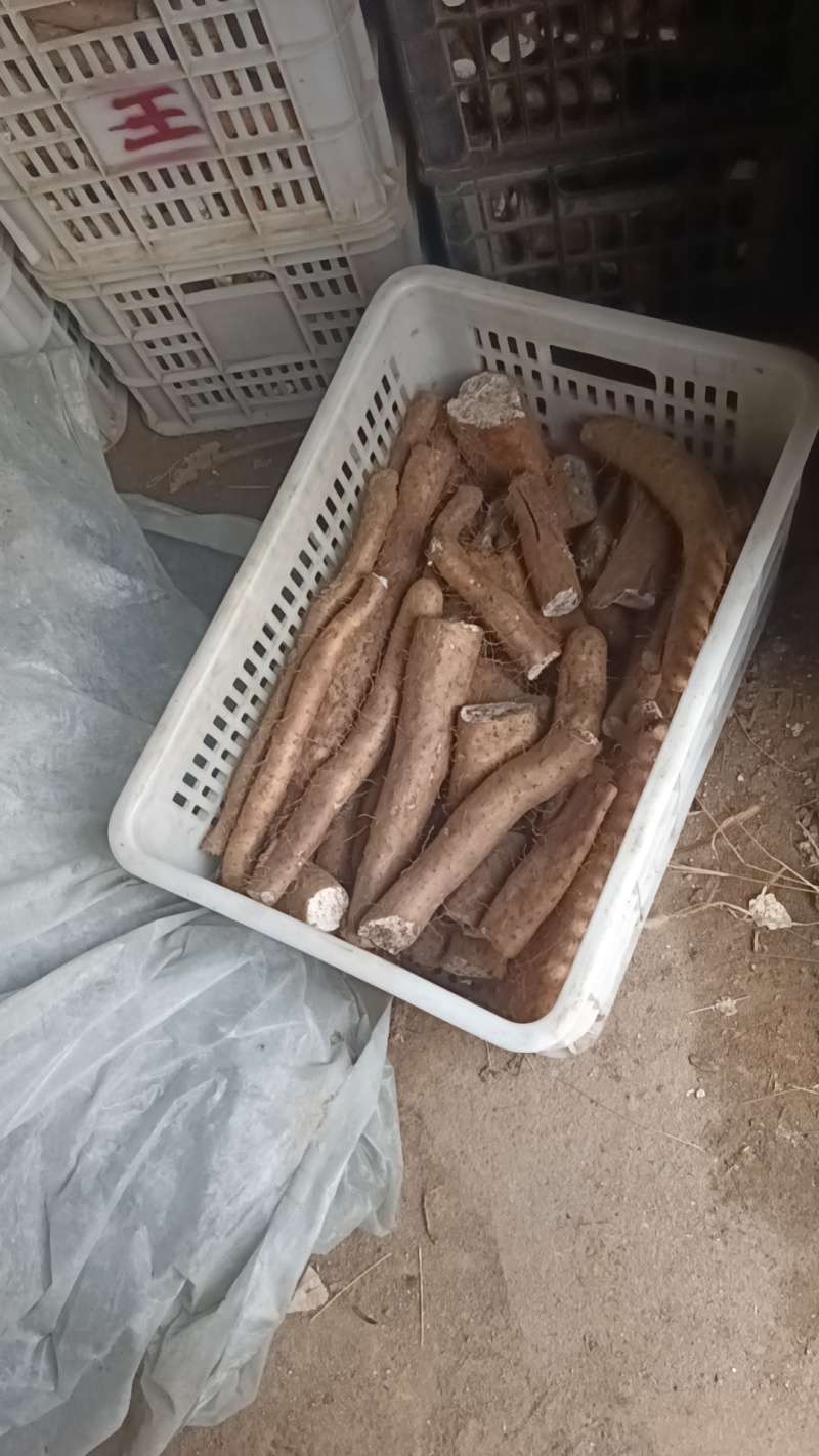 白玉山药头子小货角子货小山药下角料现货供应需要的联系