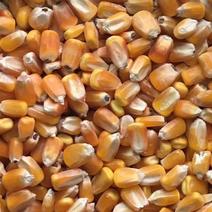 黄玉米粒，14水，720容重，自家现货10000斤。