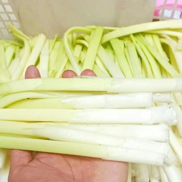 蒲菜