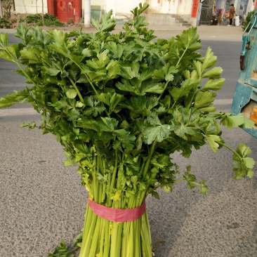 芹菜上市产地直发视频看货质量好
