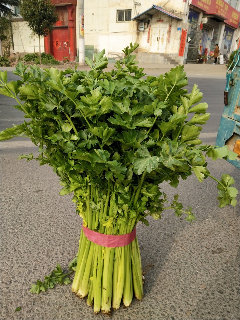 芹菜上市产地直发视频看货质量好