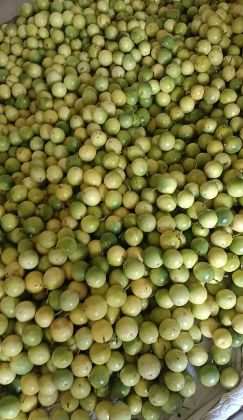 百香果钦蜜9号产地直发大量供应诚信经营大家过来欢迎选购