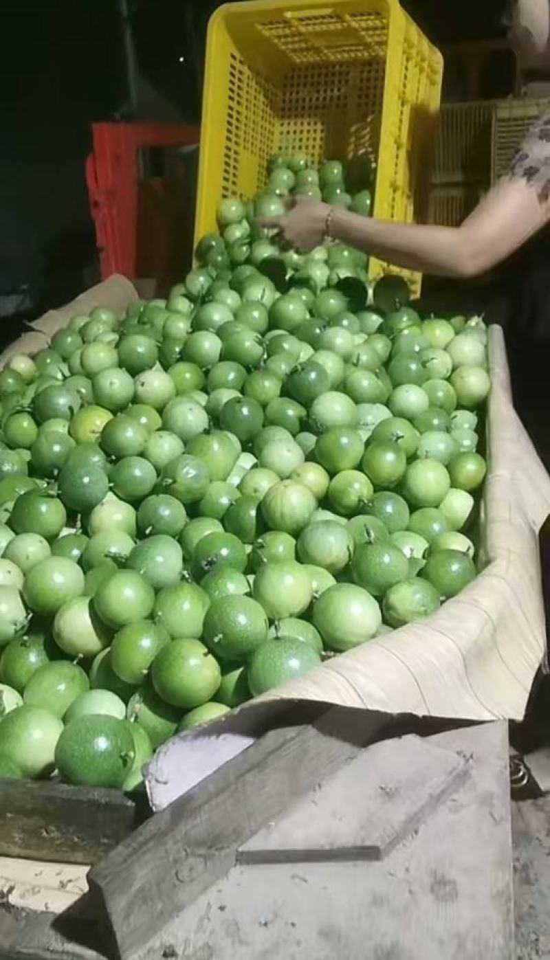 百香果钦蜜9号产地直发大量供应诚信经营大家过来欢迎选购