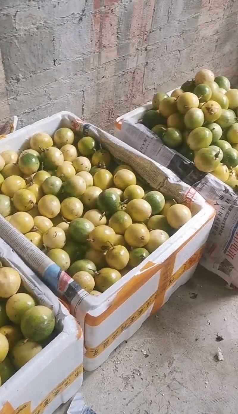 百香果钦蜜9号产地直发大量供应诚信经营大家过来欢迎选购